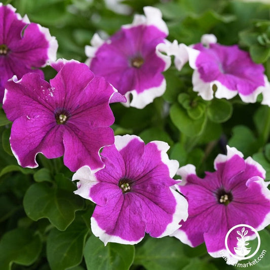Fire Petunia - Frost Series (pelleted) | Flower and Home Garden Seeds