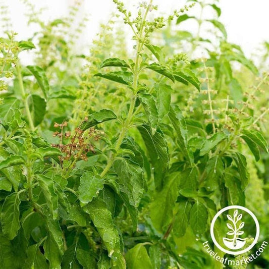 Sweet Dani Basil Seeds from MVS | Discount Herb Garden Seeds