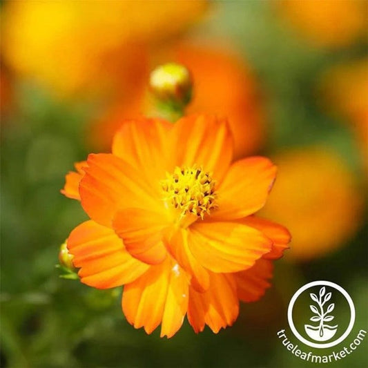 Cosmos Flower Garden Seeds - Bright Lights - Packet to Bulk Wholesale