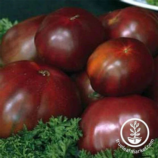 Tomato Slicing Black Russian Seeds | Garden Seeds Online
