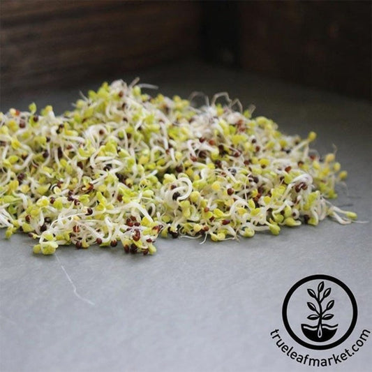 Chinese Cabbage Sprouting Seeds: Chinese Cabbage Sprouts