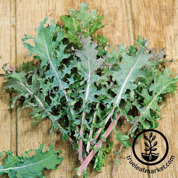 Heirloom, Non-GMO Red Russian Kale Seeds | Packet to Bulk Wholesale