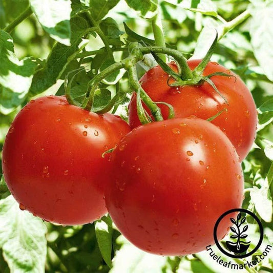 Tomato Seeds - Celebrity Plus Hybrid | Determinate - Vegetable Garden