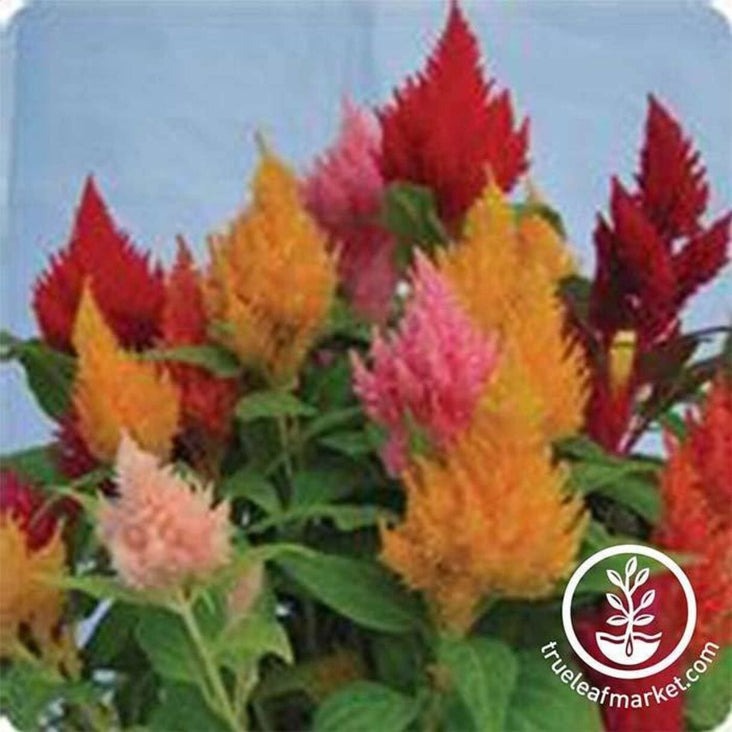 Plumed Celosia Flower Seeds - Kimono Series | Extra Dwarf, Anual Seeds