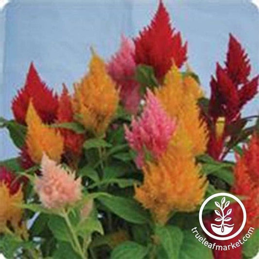 Plumed Celosia Flower Seeds - Kimono Series | Extra Dwarf, Anual Seeds