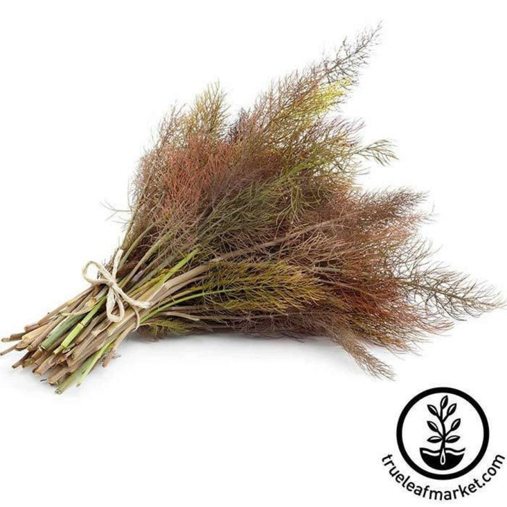 Non-GMO Bronze Fennel Herb Garden Seeds | Culinary & Medicinal Herbs