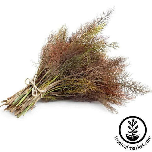 Non-GMO Bronze Fennel Herb Garden Seeds | Culinary & Medicinal Herbs