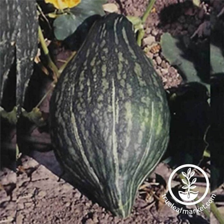 Green Hubbard Winter Squash Vegetable Garden Seeds | Heirloom Seeds