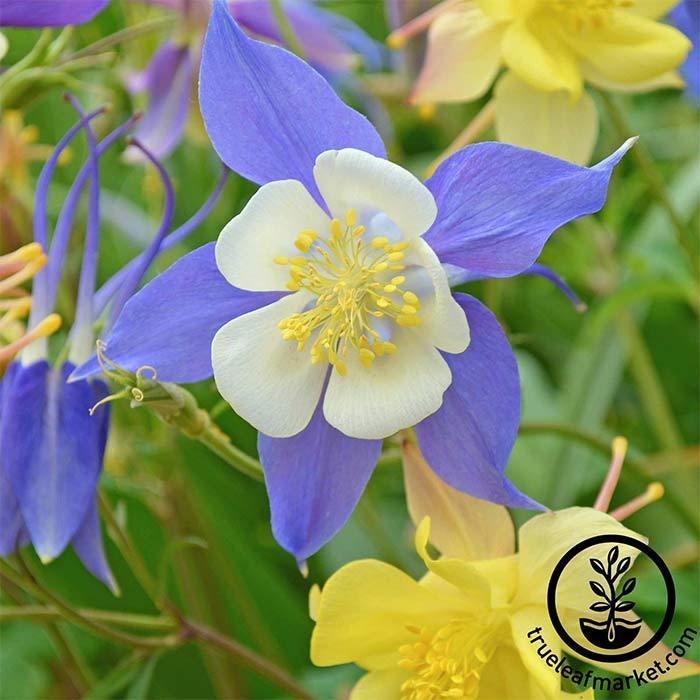 McKana's Giant Columbine Wildflower Garden Seeds | AKA: Rocky Mountain