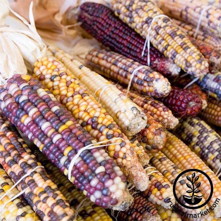 Heirloom Ornamental Carousel Corn Seeds | Bulk Wholesale