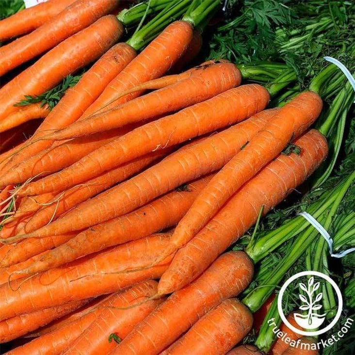 Imperator 58 Carrot Seeds | Heirloom, Non-GMO Vegetable Garden Seeds