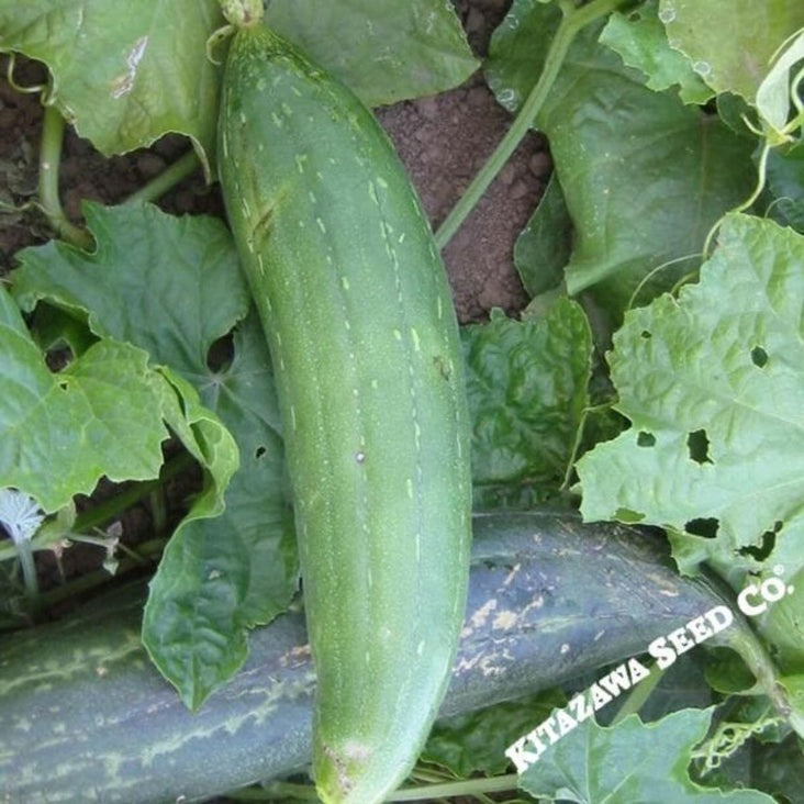 Gourds Seeds - Luffa Sponge | Non-GMO & Heirloom Garden Seed- Free S&H
