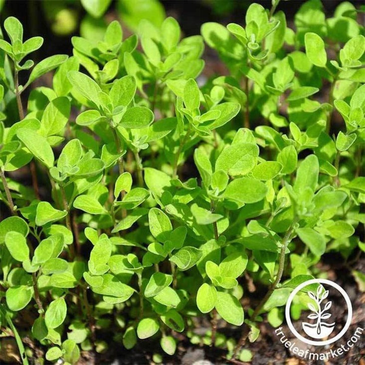 Sweet Marjoram Seed | Mountain Valley Seed Co.