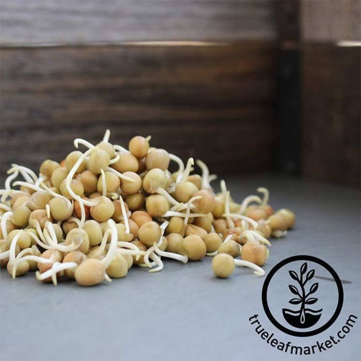 Dun Peas - Sprouting Seeds