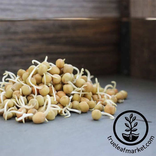 Dun Peas - Sprouting Seeds