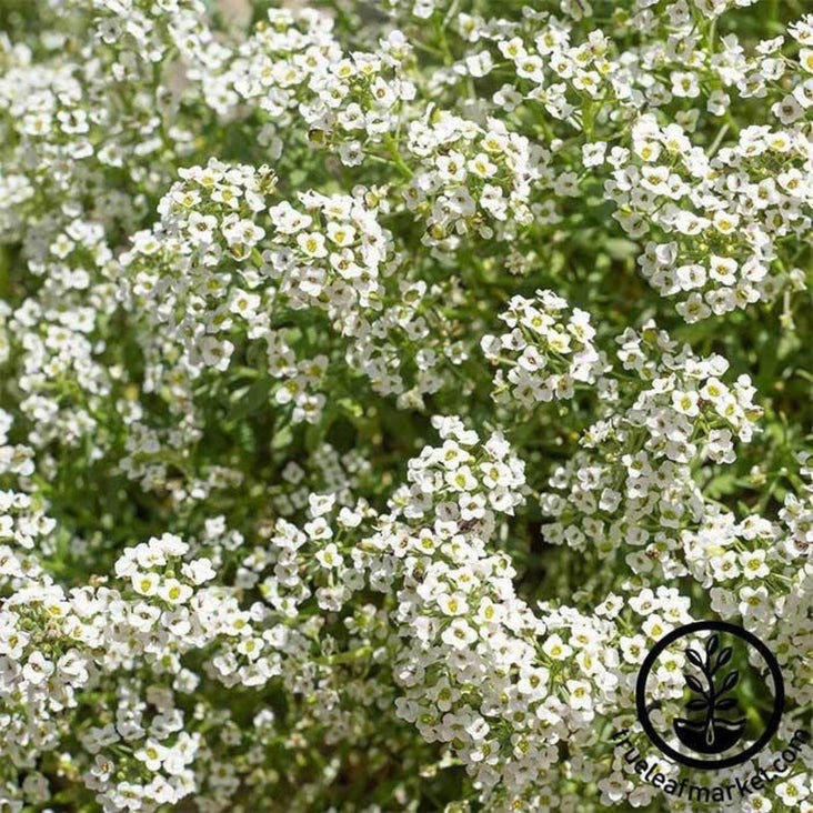 Alyssum Flower Seeds - Carpet of Snow | Packet to Bulk Wholesale Seed