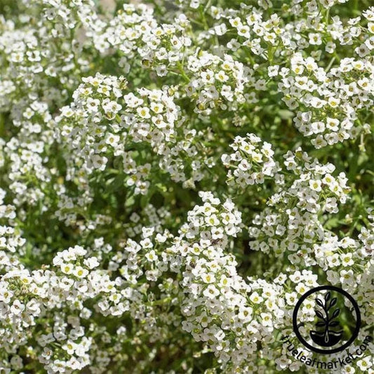 Alyssum Flower Seeds - Carpet of Snow | Packet to Bulk Wholesale Seed
