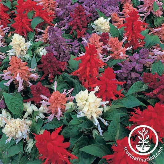Salvia | Sizzler Series