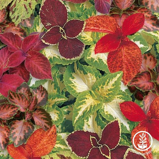 Wizard Series Coleus House Plant Seeds | Plectranthus scutellarioides