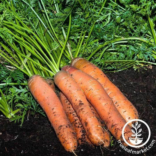 Heirloom Carrot Seeds - Scarlet Nantes | Non-GMO - Buy Seeds Online