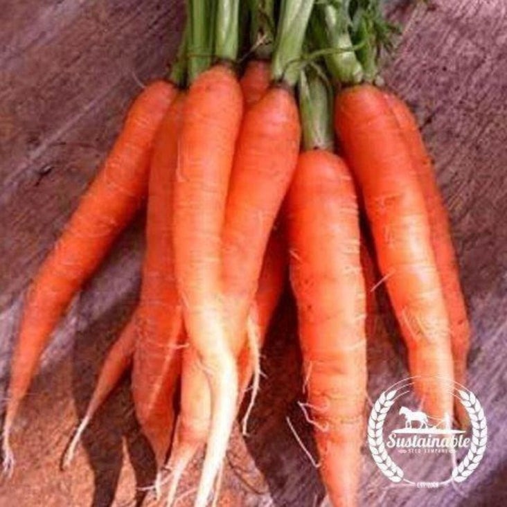 Organic Scarlet Nantes Carrot Seeds | Heirloom, Non-GMO Vegetable Seed