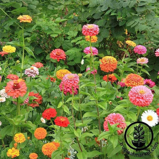 Zinnia Flower Seeds - California Giant Mix | Packet to Bulk Wholesale
