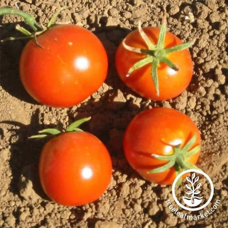 Tomato Salad Glacier Seeds | Packet to Bulk