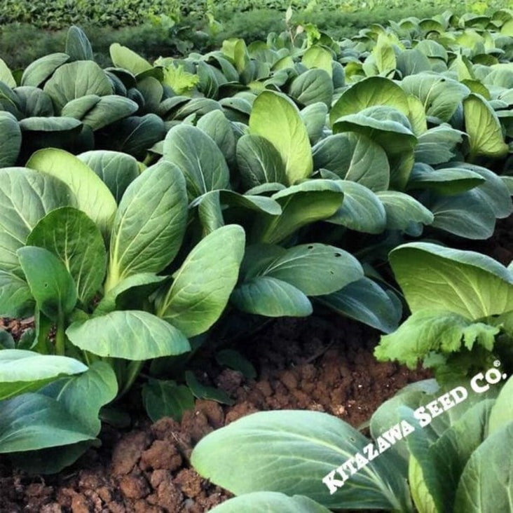 Heirloom Cabbage Seeds - Pak Choi, White Stem | AKA Bok Choy - Non-GMO