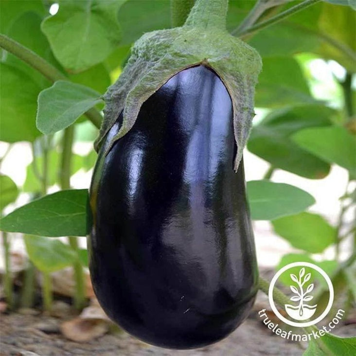 Eggplant Vegetable Seeds - Black Beauty | Non-GMO, Open Pollinated