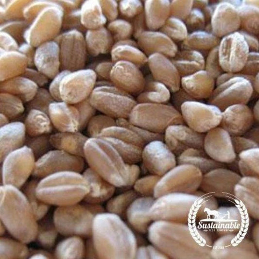 Certified Organic Hard Red Winter Wheat Seeds | Non-GMO Cover Crops