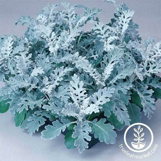 Dusty Miller Seeds - Silverdust | AKA: Ragwort - Plant Seed