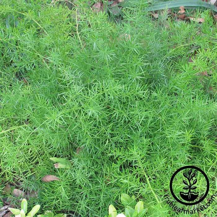 A. Sprengeri Asparagus Fern Seeds | Flower & House Plant Seeds