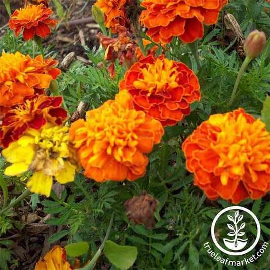 Petite Mixture Marigold Flower Seeds | Paper Packet to Bulk Wholesale