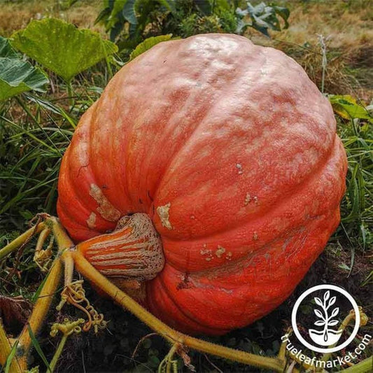 Competition Pumpkin Seeds - 400 Lbs Plus | Open Pollinated - Huge, Big