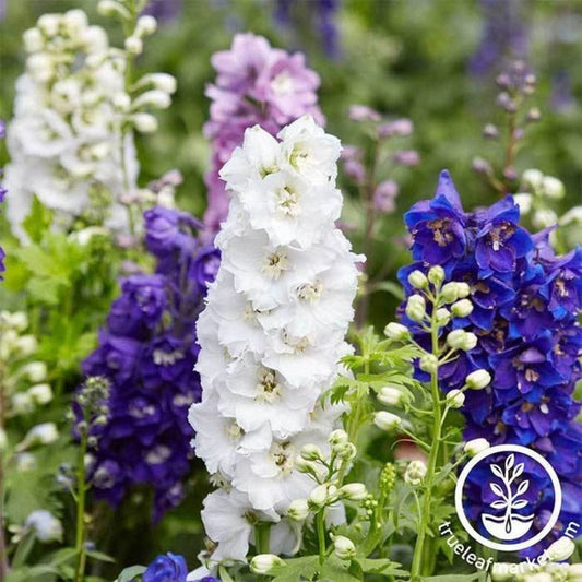 Larkspur Flower Seeds - Giant Imperial Mix - Annual Flower Gardening