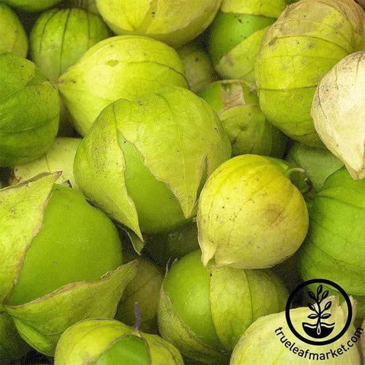 Heirloom Tomatillo Seeds - Grande Rio Verde | Husk Tomato - Non-GMO