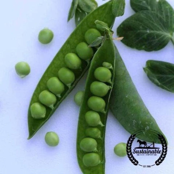 Certified Organic Progress Pea Seeds: Vegetable Garden Seeds