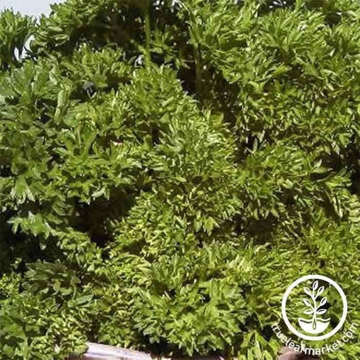 Parsley Seed | Triple Moss Curled
