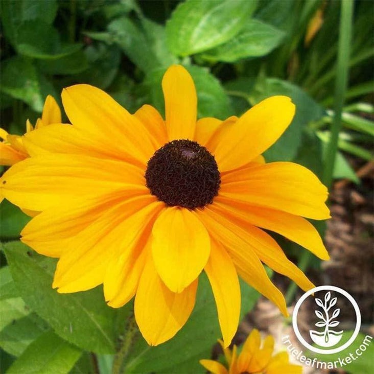 Black-Eyed Susan Wild Flower Seeds | Rudbeckia hirta - Perennial Seeds