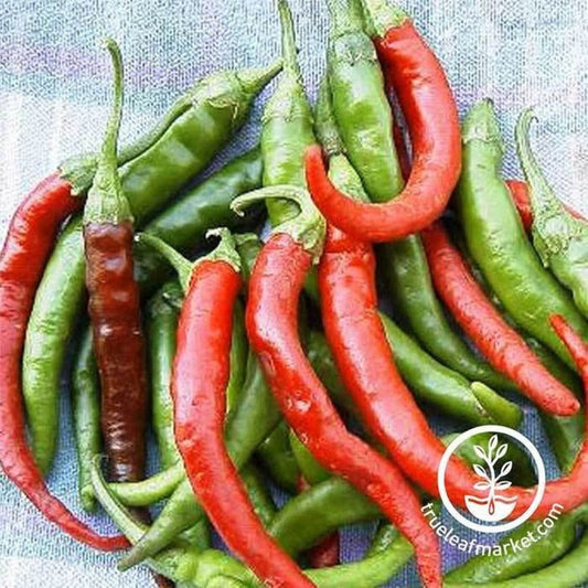 Hot Pepper Garden Seeds - Cayenne Long Slim | Heirloom, Non-GMO Seeds