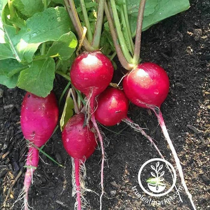 Heirloom German Giant Radish Seeds | Non-GMO Vegetable Gardening Seeds