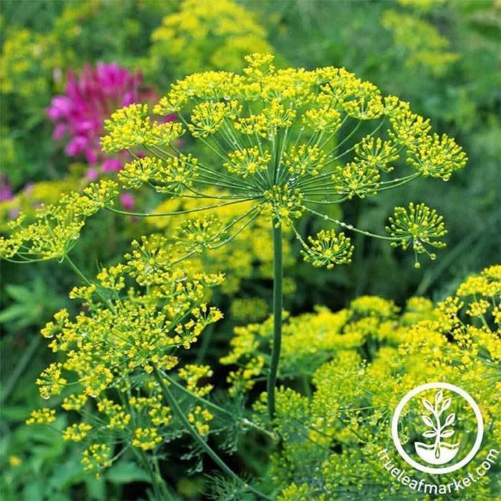Heirloom Bouquet Dill Seeds | Non-GMO Herb Garden Seeds - Free S&H