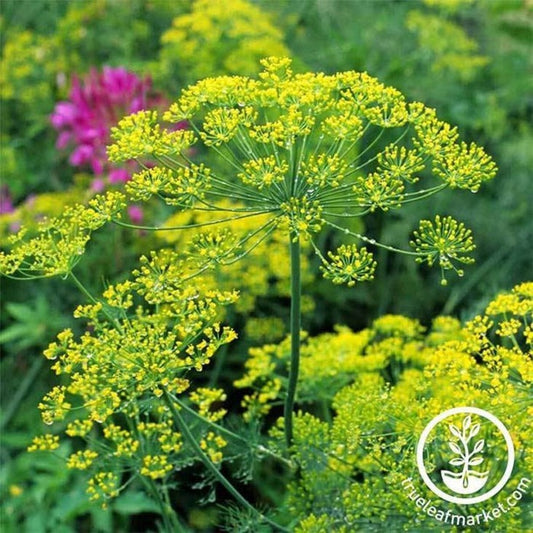 Heirloom Bouquet Dill Seeds | Non-GMO Herb Garden Seeds - Free S&H