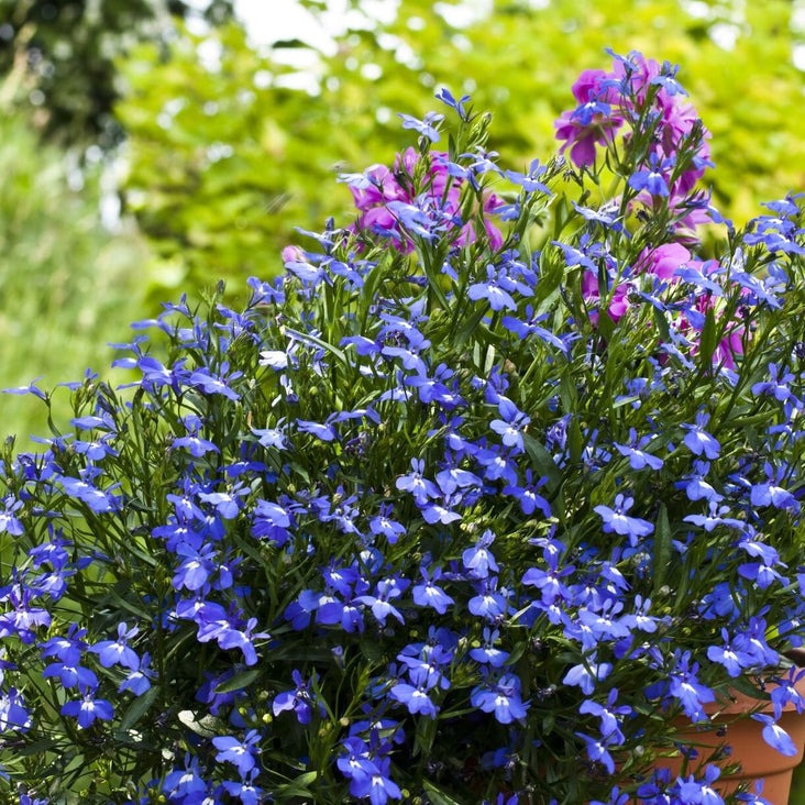 Lobelia Flower Seeds - Sapphire | Annual Flower Gardening - Free S&H