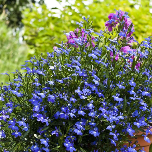 Lobelia Flower Seeds - Sapphire | Annual Flower Gardening - Free S&H