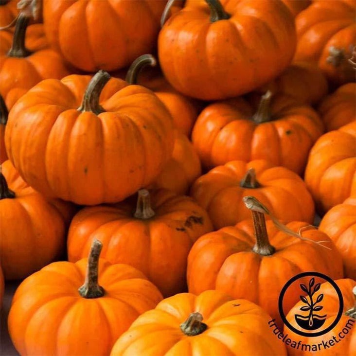 Jack Be Little Pumpkin Seeds | Heirloom Non-GMO Garden Seed - Free S&H