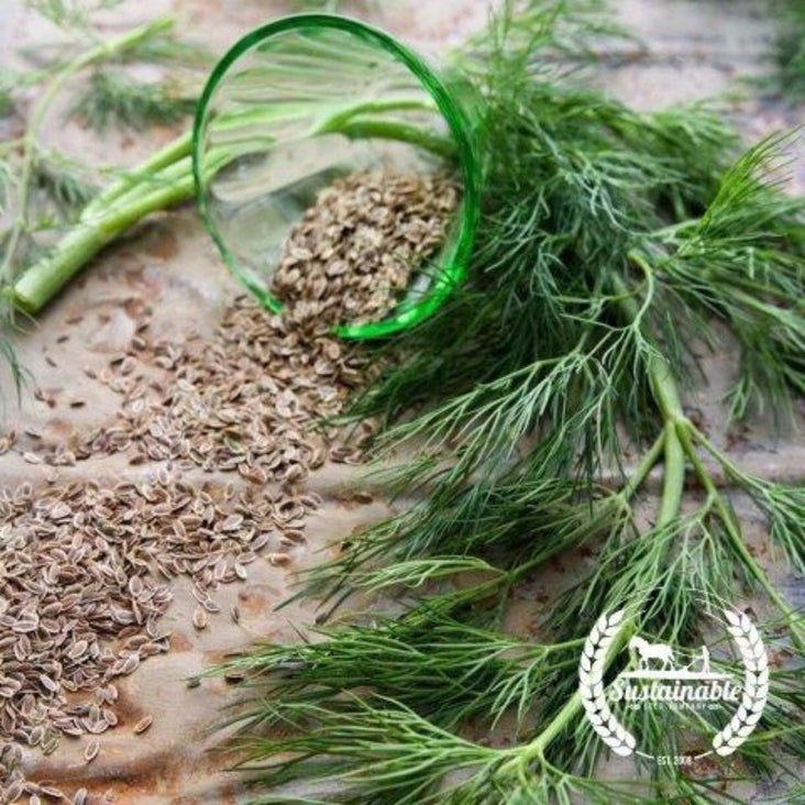 Organic Bouquet Dill Herb Garden Seeds | Herb & Microgreens Seeds