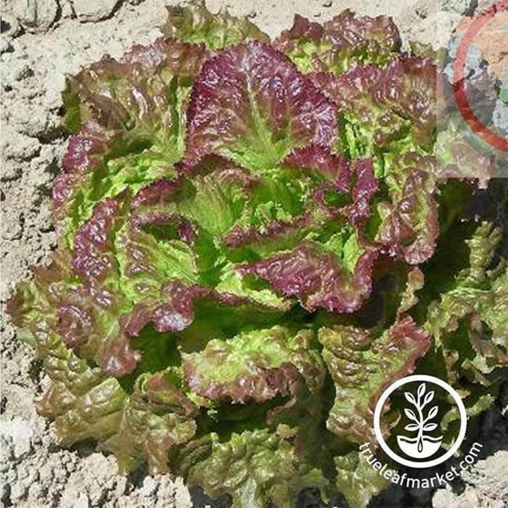 Heirloom Leaf Lettuce Seeds - Prizehead | Non-GMO Vegetable Gardening