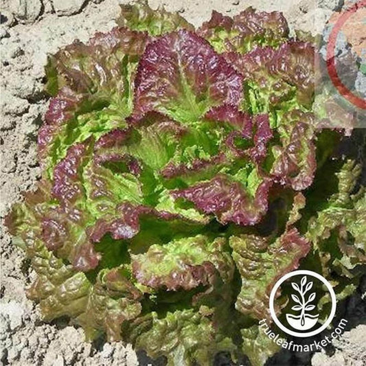 Heirloom Leaf Lettuce Seeds - Prizehead | Non-GMO Vegetable Gardening