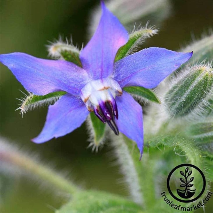 Non-GMO Borage Herb Garden Seeds | Open Pollinated - Edible Flowers